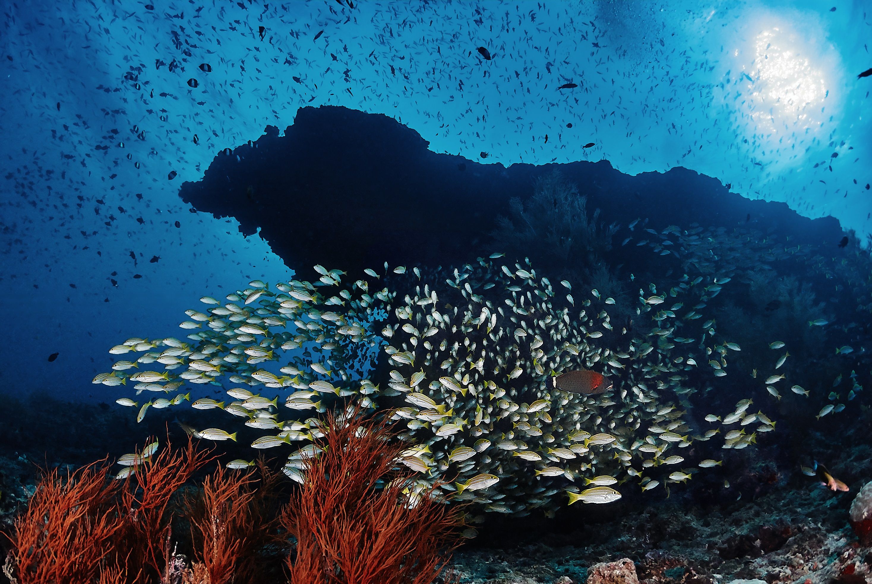 Fishes and corals